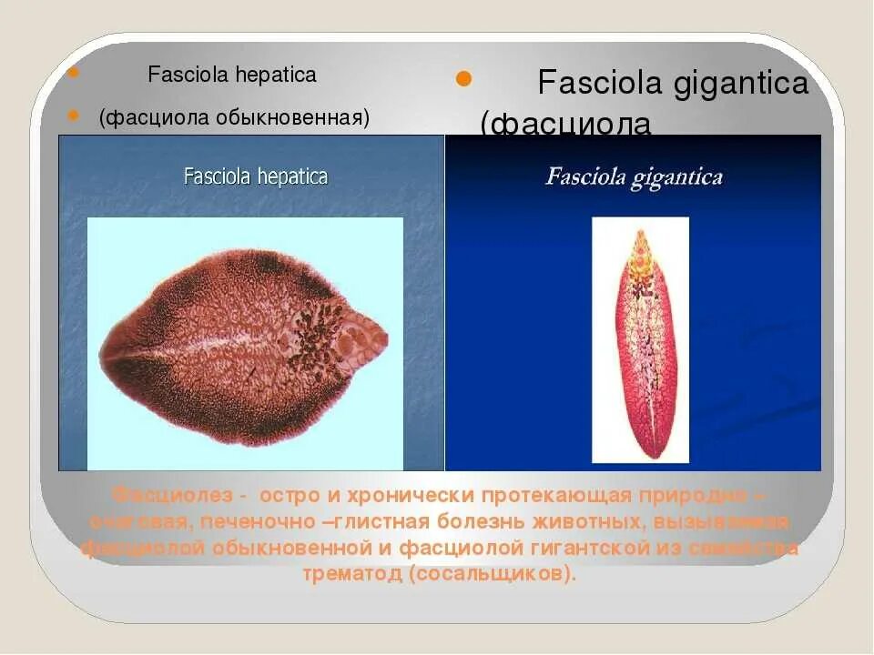 Фасциолез печеночный сосальщик. Сосальщик печеночный hepatica. Фасциолез меры профилактики.