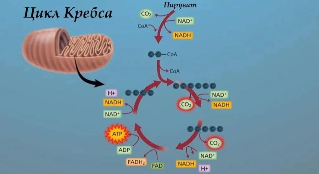 Последовательность образования атф в митохондриях. Цикл трикарбоновых кислот цикл Кребса АТФ. Цикл Кребса схема в митохондриях. Цикл Кребса кратко АТФ. Цикл Кребса в митохондриях кратко.