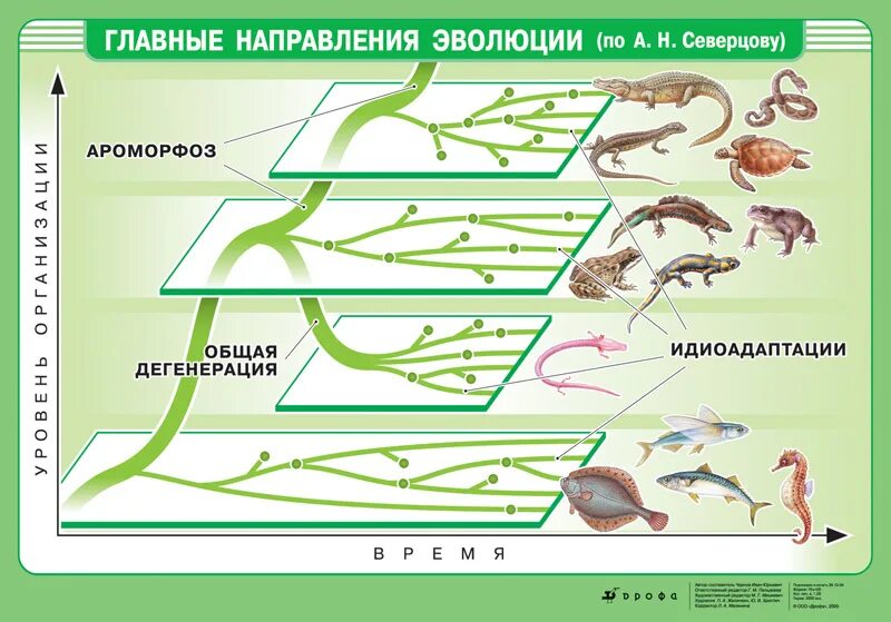 Пути достижения биологического прогресса ароморфоз. Схема эволюционного процесса по северцеву. главные направления эволюции ароморфоз идиоадаптация дегенерация. правило чередования главных направлений эволюции северцов. таблица главные направления эволюции ароморфоз идиоадаптация.