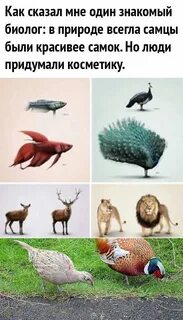 Животные самки красивее самцов