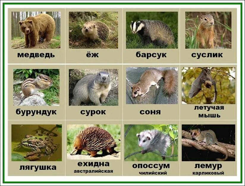 Животные впадающие в спячку. Животные которые впадают в спячку зимой 3 класс. Волга с притоками на карте россии. Земноводные впадают в спячку. Рассказ о животных которые впадают в спячку.