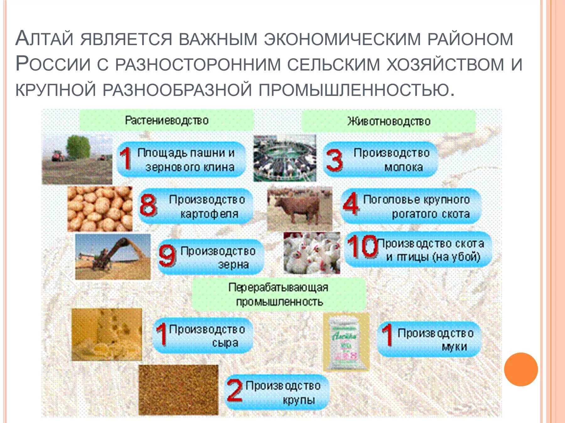 Отрасли экономики Алтайского края 3 класс. Экономика Алтайского края 4 класс окружающий мир. Проект по окружающему миру экономика Алтайского края. Проект по окружающему миру 3 класс экономика Алтайского края. Экономика алтайского края 3 класс окружающий мир