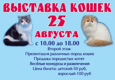 Выставка кошек в августе