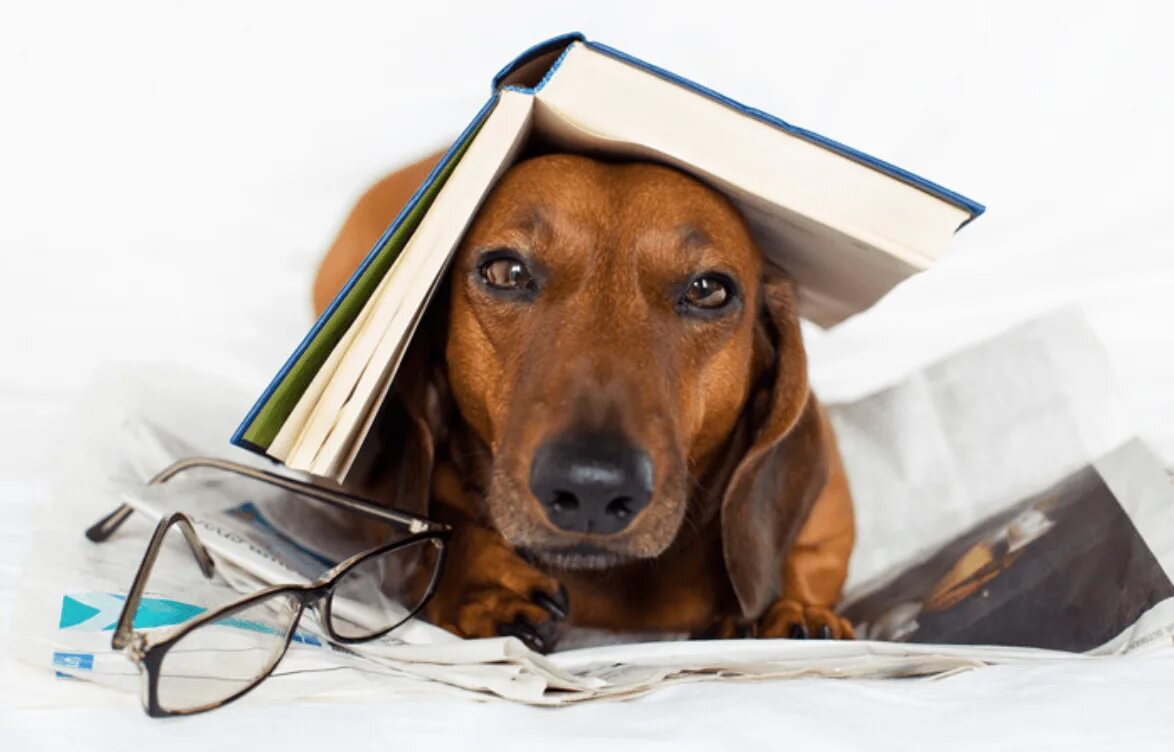 умная собака. собака с книжкой. книги про собак. Dog читается. умные животные.