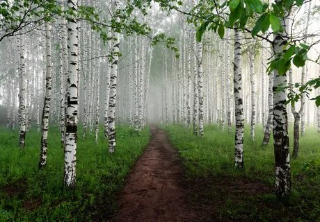 В нашу рощу