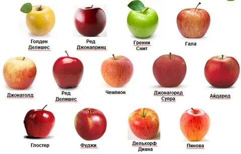 сорта яблок окружающий мир 2 класс