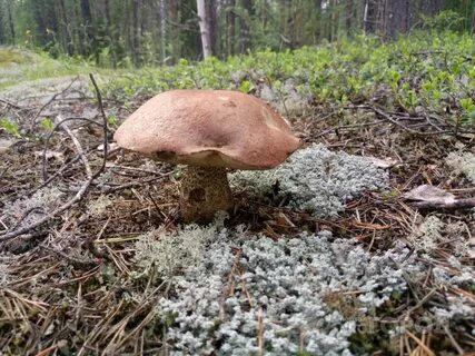Грибы республики коми