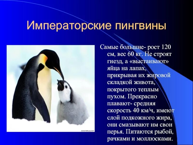Содержание пингвина. Антарктический императорский пингвин. императорский пингвин доклад. пингвин красная книга. описание пингвина.