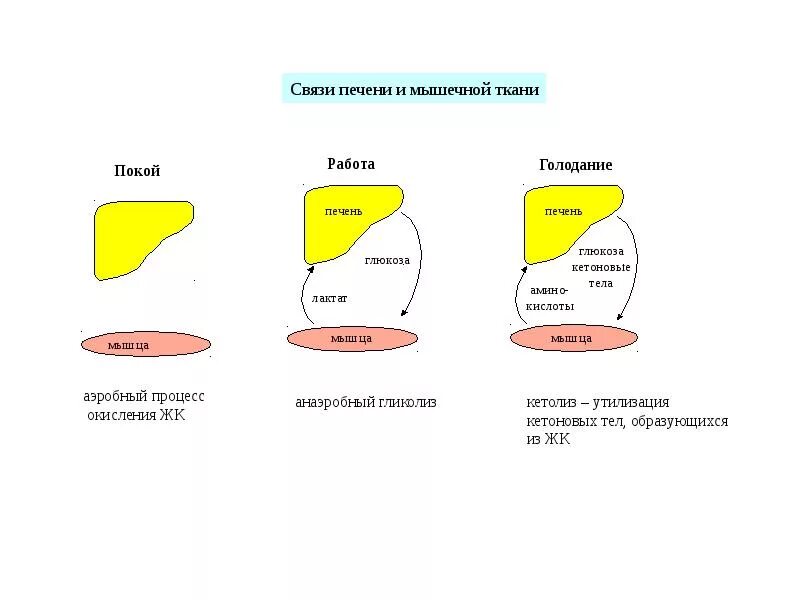 Расщепляется в жировой ткани при голодании. Что происходит с организмом во время голодания. Биохимические процессы образования ацетил коа. Гликоген при голодании. Первый период голодания.
