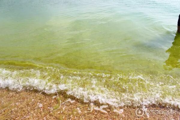 Благовещенская море в августе. Анапа благовещенская море цветет. море в благовещенской в августе. благовещенская водоросли пляж. благовещенская коса цветет море.