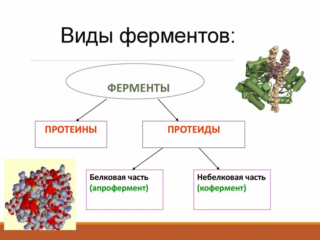 К протеинам относятся. Виды ферментов. Ферменты протеиды. Ферменты протеины биохимия. Строение фермента.