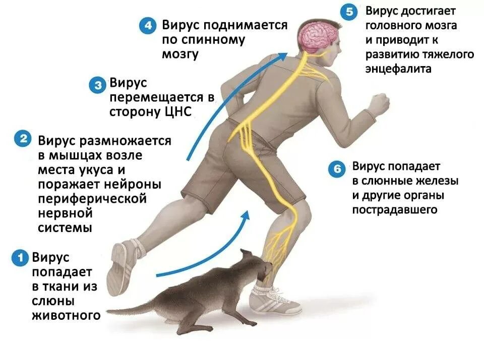 Общие болезни человека и животных