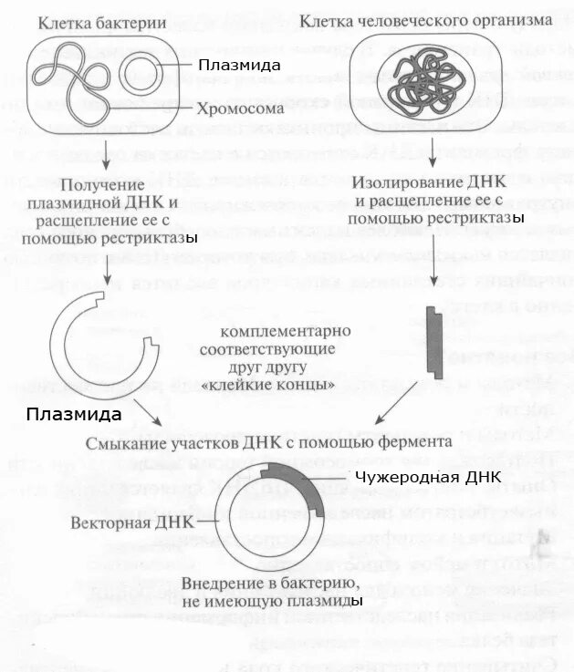 Схема бактериальных клеток синтезирующих инсулин. Схема создания бактериальных клеток синтезирующих инсулин. Схема создания бактериальной клетки в промышленных. Генно-инженерный Синтез инсулина. Этапов биотехнологии получения инсулина