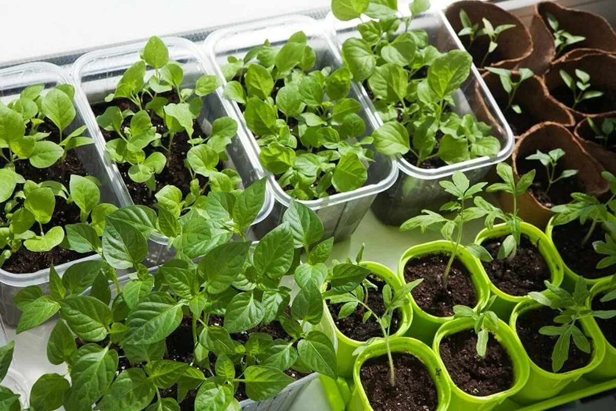 Продажа рассады. Петуния уникум рассада. Рассада овощей на подоконнике. Пикировка базилика урожайный огород. Однолетний сеянец.