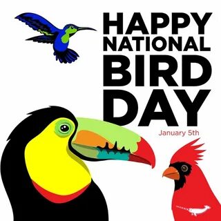 They is birds