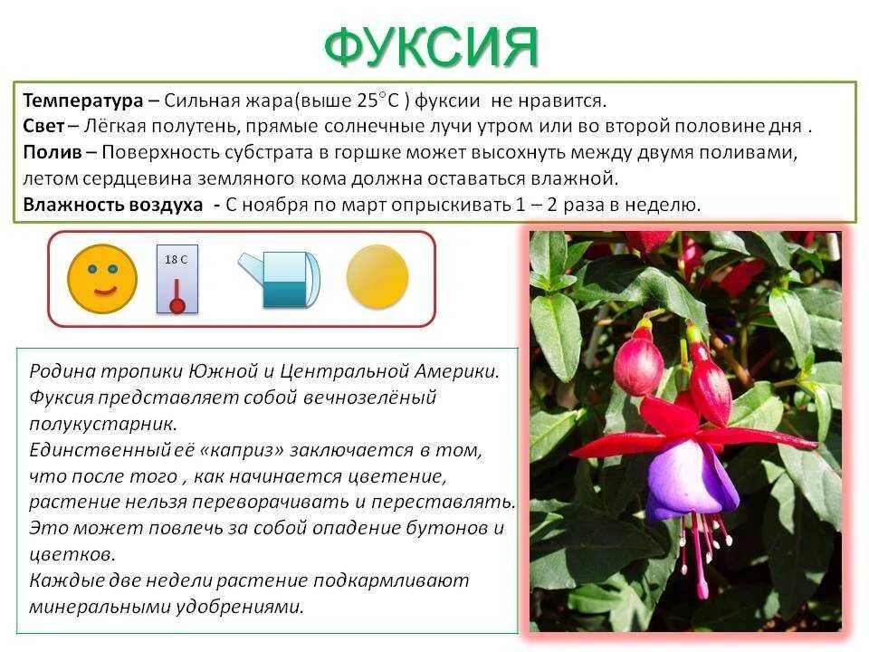 При какой температуре цветет. При какой температуре цветет