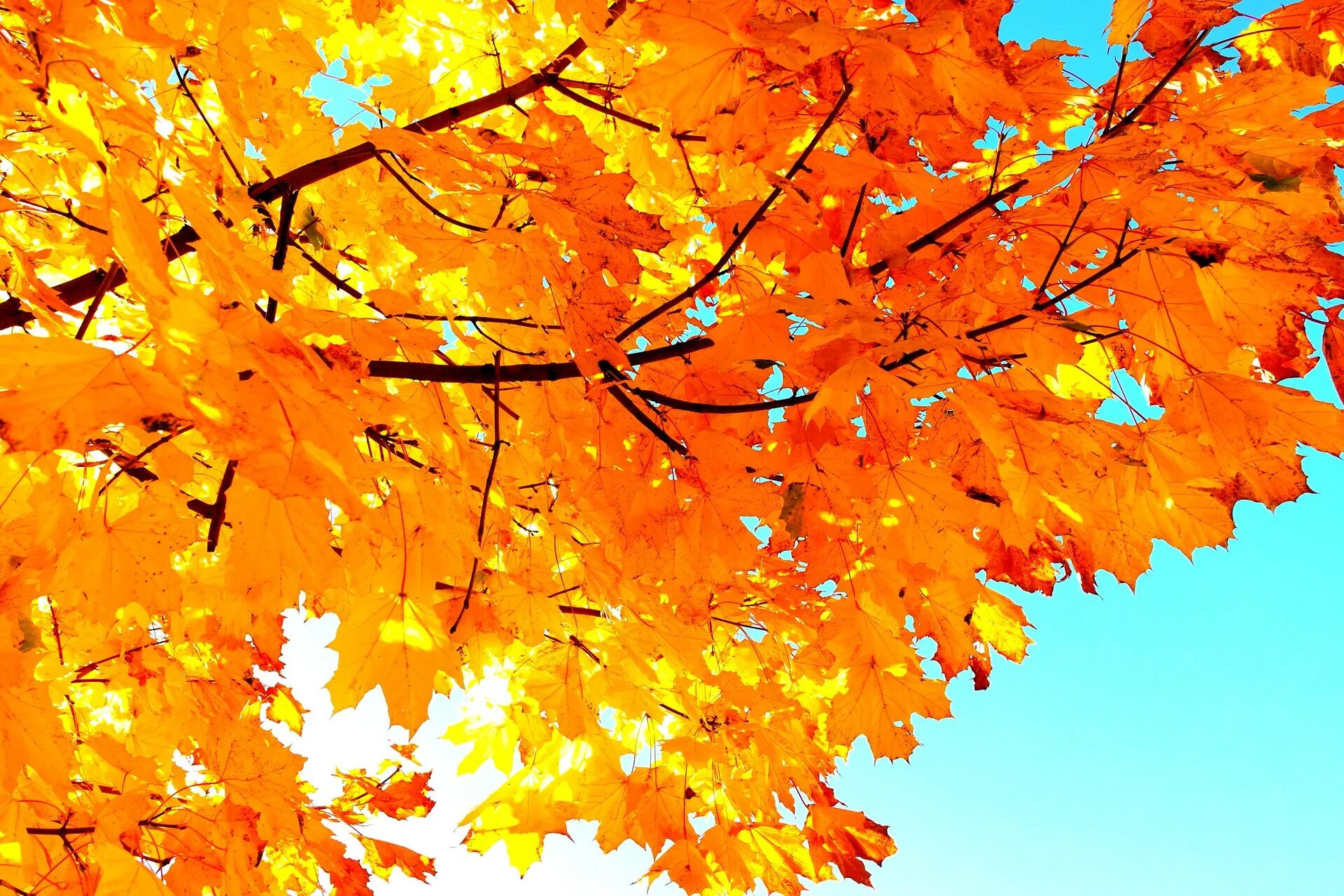 вот и осень. с наступлением осени. алексей бутырский художник картины. осень пришла. какой придет осень.