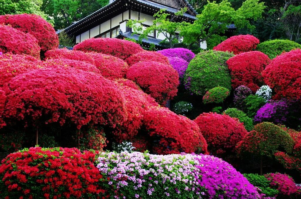 Киото. Сады рододендронов _Kyoto_Gardens_Rhododendron... Рододендрон в японском саду. Парк рододендронов в Японии. Сад ньютонов