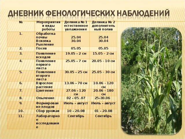 Сущность метода исследования наблюдение Shtampik.com