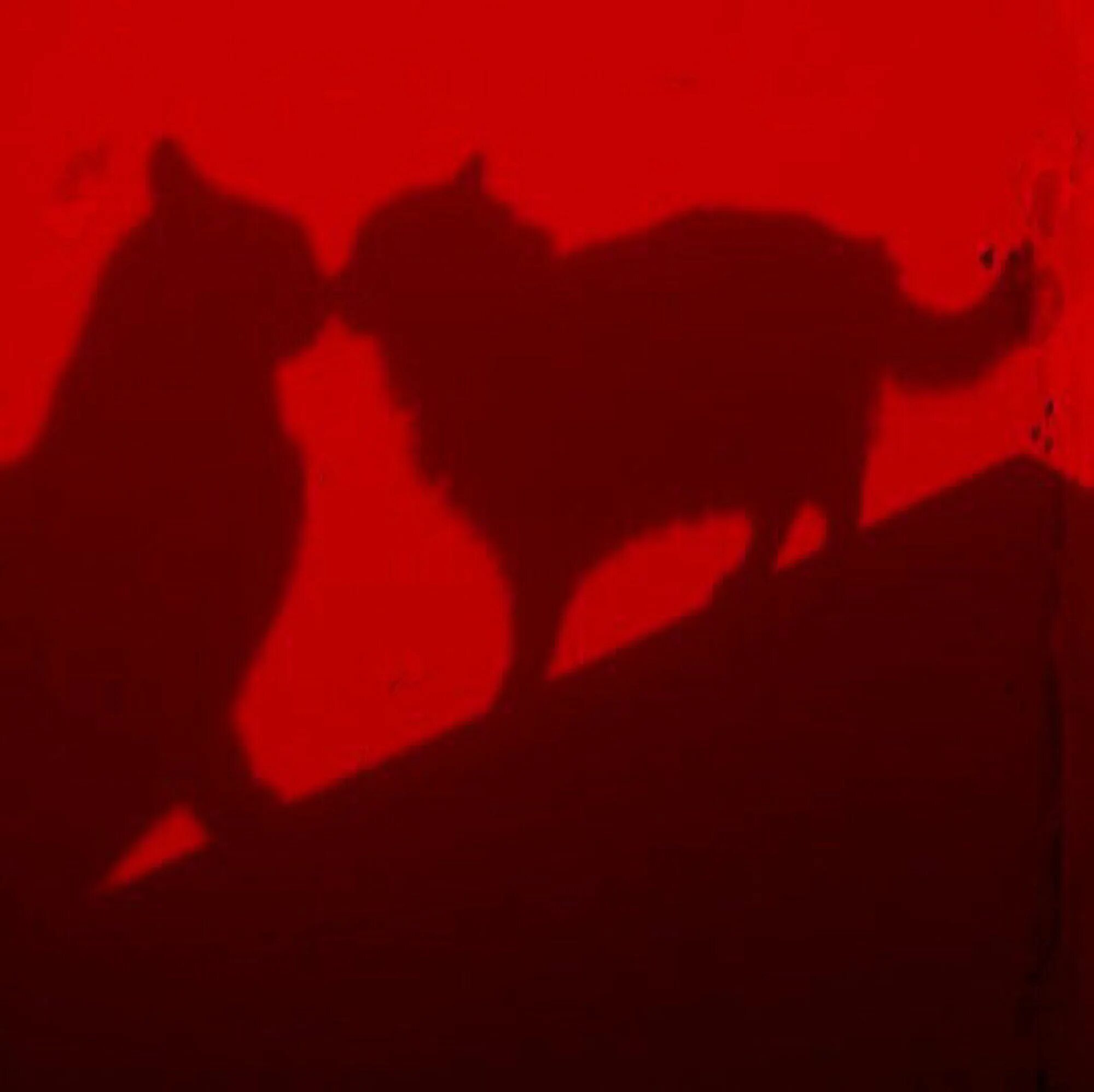 Red cat red get. Красный кот. Котики Эстетика красный. Эстетичные котики красные. Кот с красной подсветкой.
