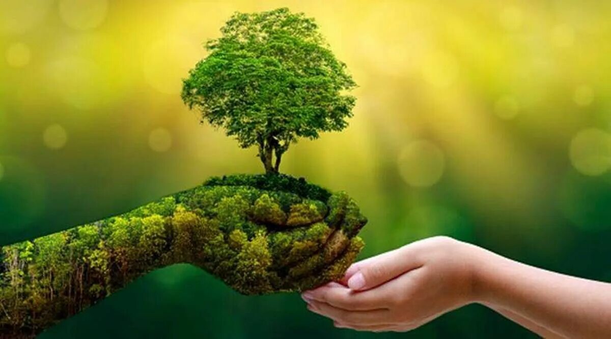 Life is a value. Дерево в руках. Природа в руках. Дерево в ладонях. Экологическое дерево.