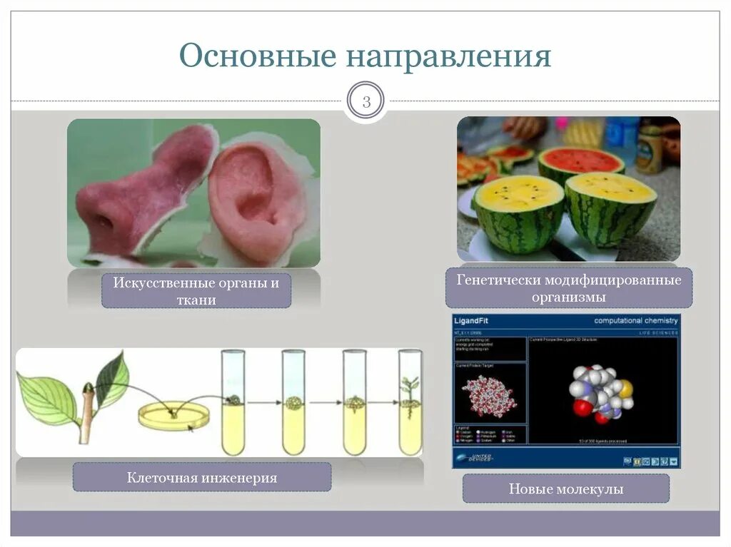 Биотехнология клеточная и генная. Клеточная инженерия органы. Направления клеточной инженерии. Клеточная инженерия в биотехнологии. Генная и клеточная инженерия.