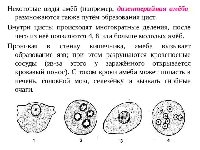 Как называется размножение амебы. Строение цисты дизентерийной амебы. дизентерийная амеба строение. цикл амебы дизентерийной амебы. малая вегетативная форма дизентерийной амебы.