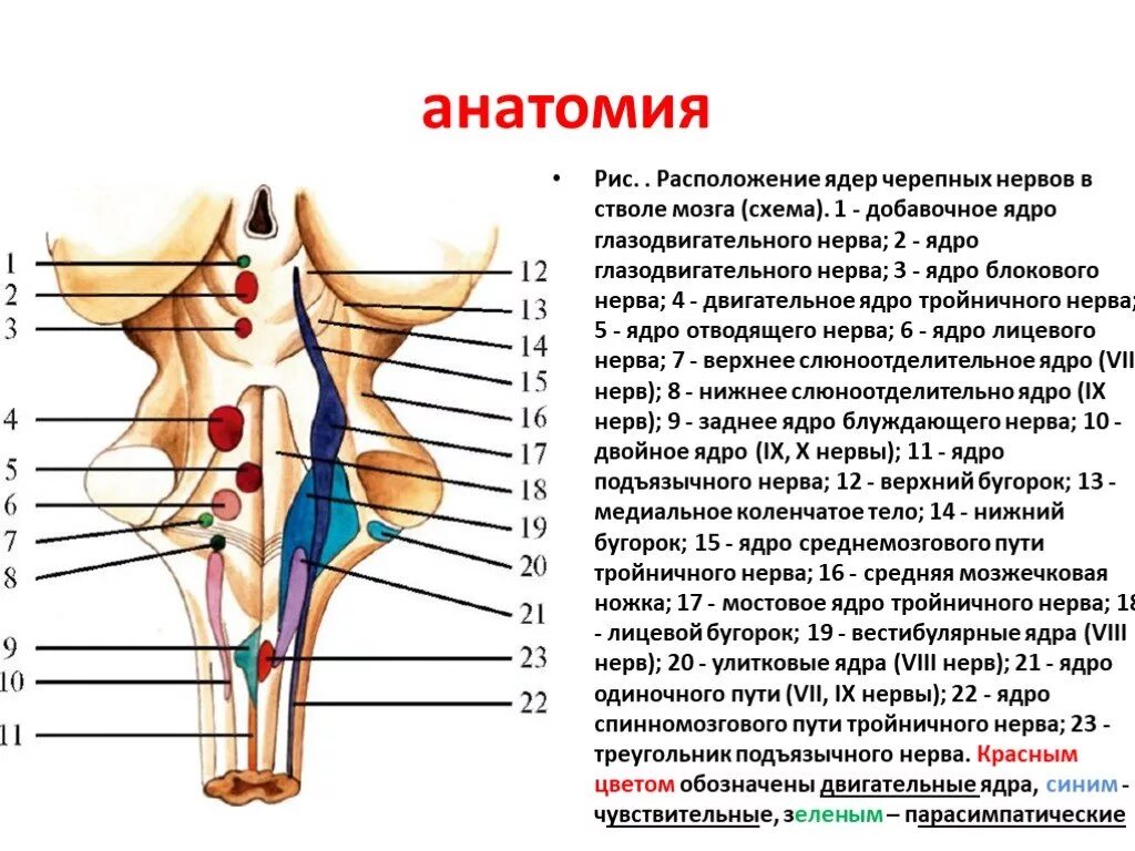 Ядра черепных нервов ствола мозга. Расположение ядер черепных нервов в стволе. Расположение ядер черепных нервов в стволе мозга. Проекция ядер на ромбовидную ямку. Ядра черепных нервов в стволе мозга схема.