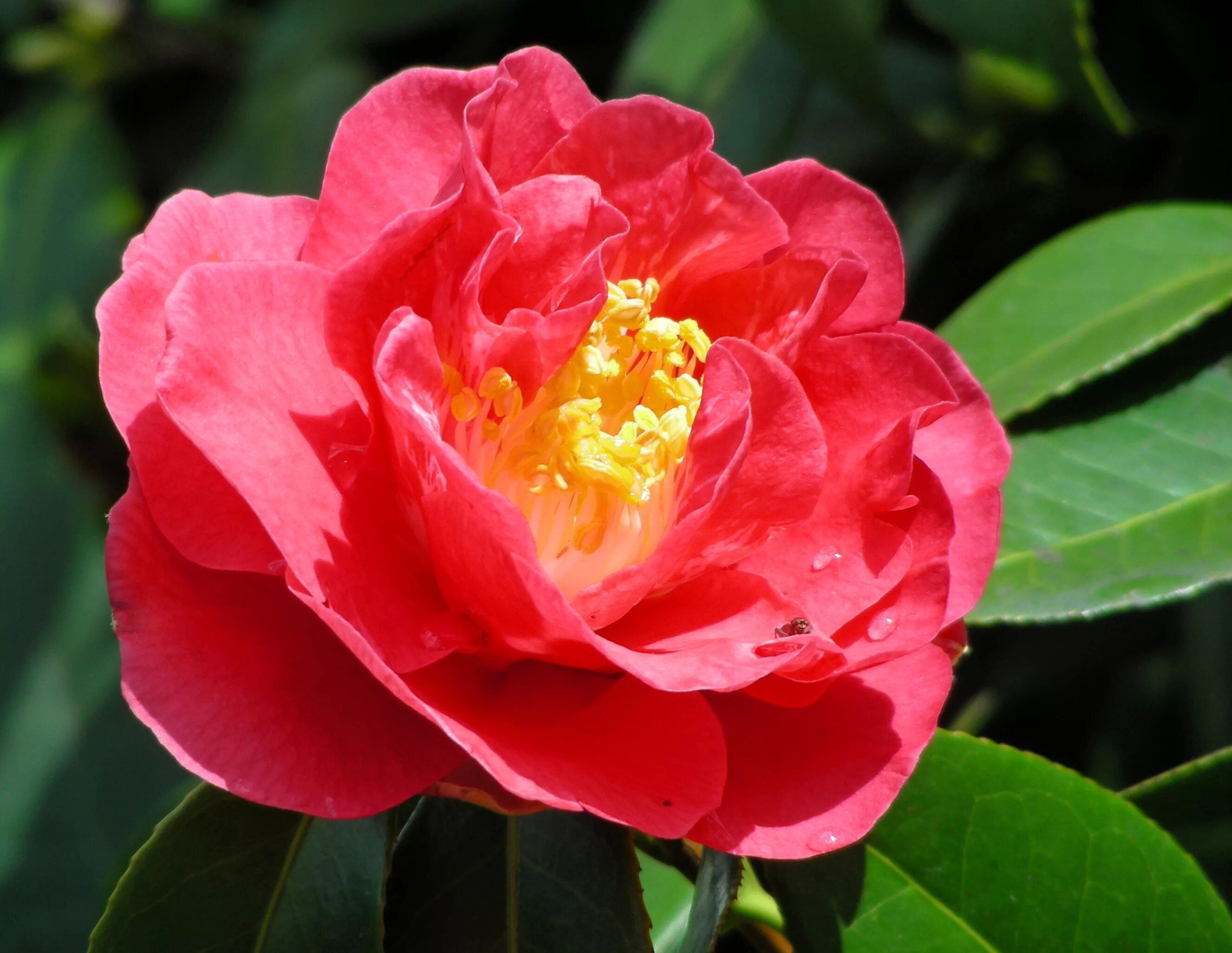 Каталог камелий. Камелия цветок. Камелия Японика Бономиана. Camellia japonica 'Pillnitzer Kamelie'. Цветок Камелия в отличном качестве.