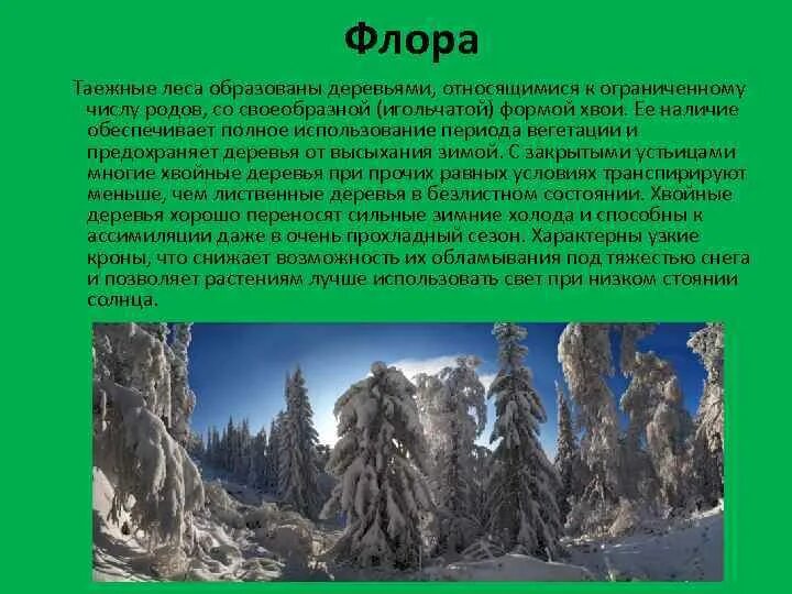 Что образует Таежные леса. Характеристика Флоры тайги. Какие растения характерны для елового леса