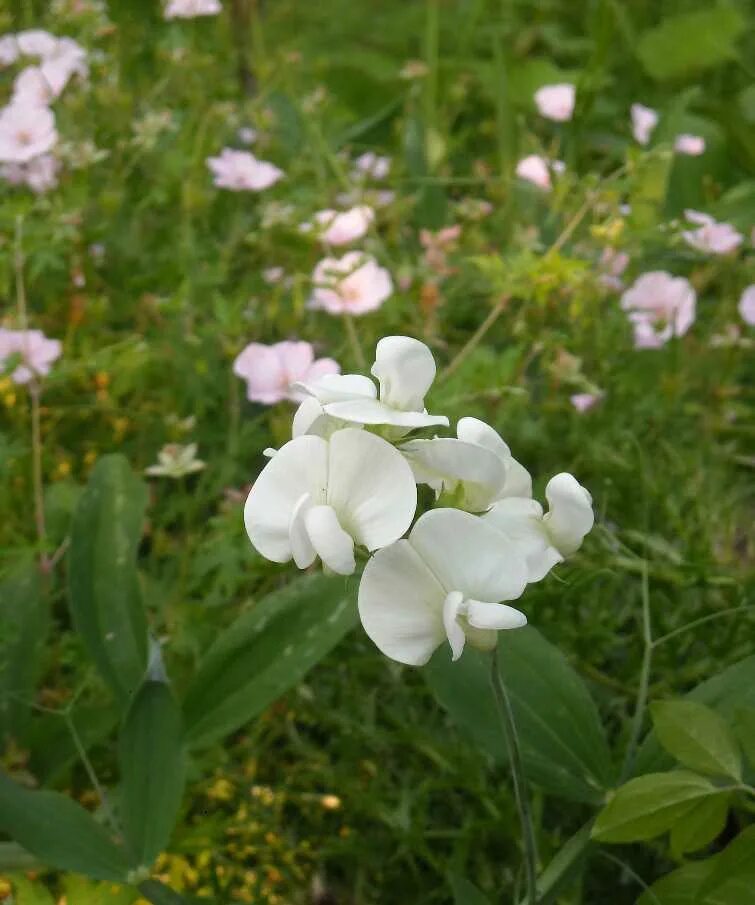 чина клубненосная семена. чина лесная и чина луговая. чина литвинова. чина посевная - lathyrus sativus l. чина (lathyrus).