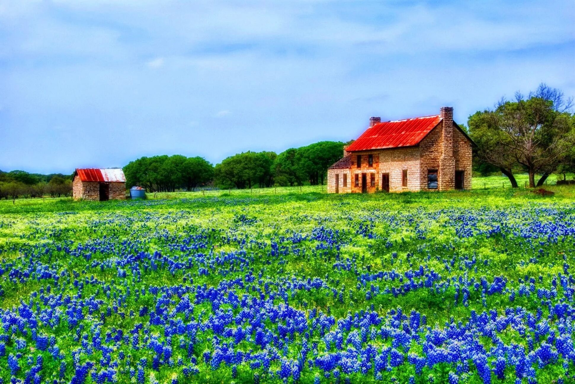 Техас Хилл Кантри. Bluebonnet Texas. Цветок Техас Хиллс. Дом на лугу. Vast country