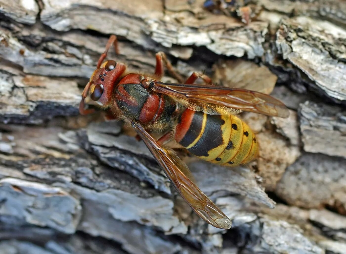 Шершни описание серий. Азиатский Шершень Vespa mandarinia -. Шершень Vespa crabro. Шершень Европейский (Vespa crabro). Гигантский азиатский Шершень гнездо.