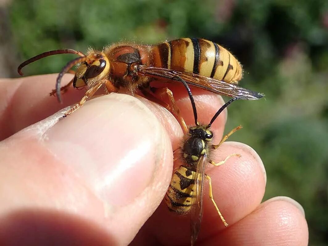 Оса размер. Шершень и сколия. шершень vespa crabro. оса сколия гигантская и шершень. пчела сколия.