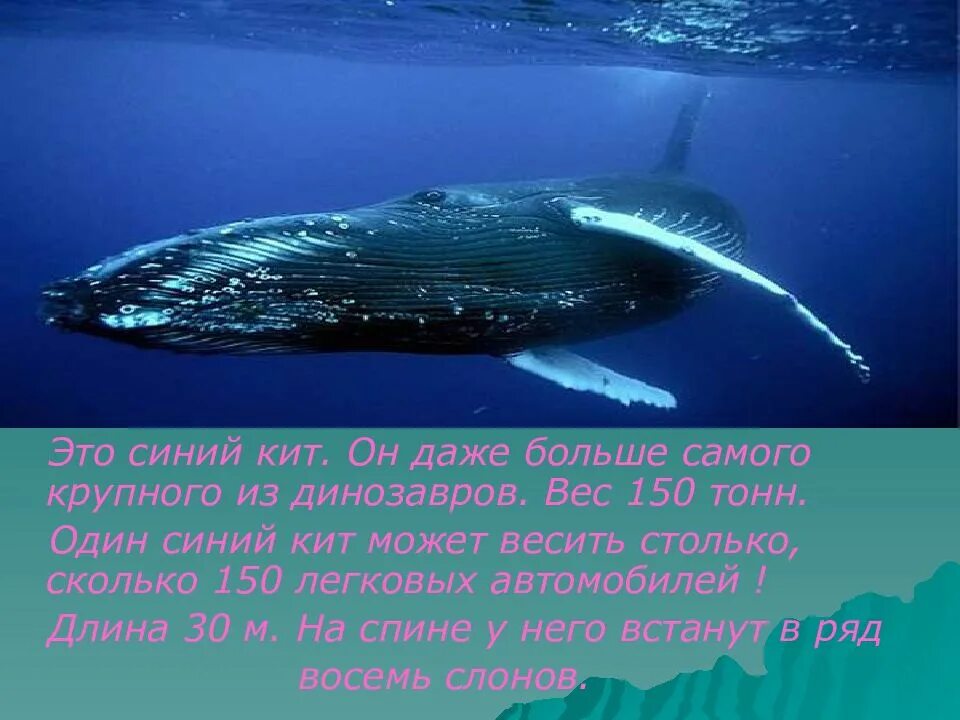 Самый большой кит размеры и вес. Синий кит ≈ 150 тонн. Голубой кит. Самый большой кит. Самый большой кит вес.