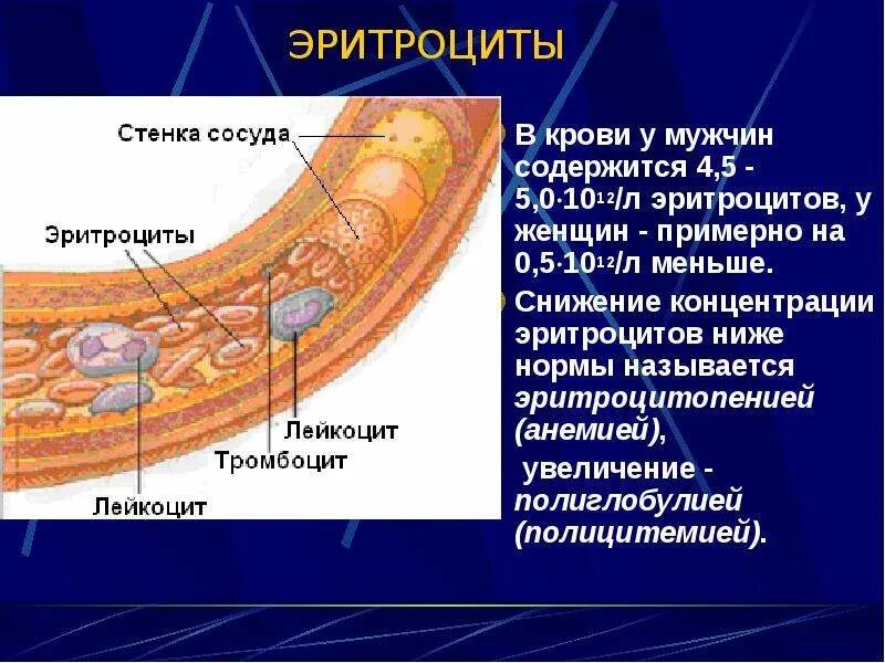 Снижение эритроцитов называется. Снижение эритроцитов называется