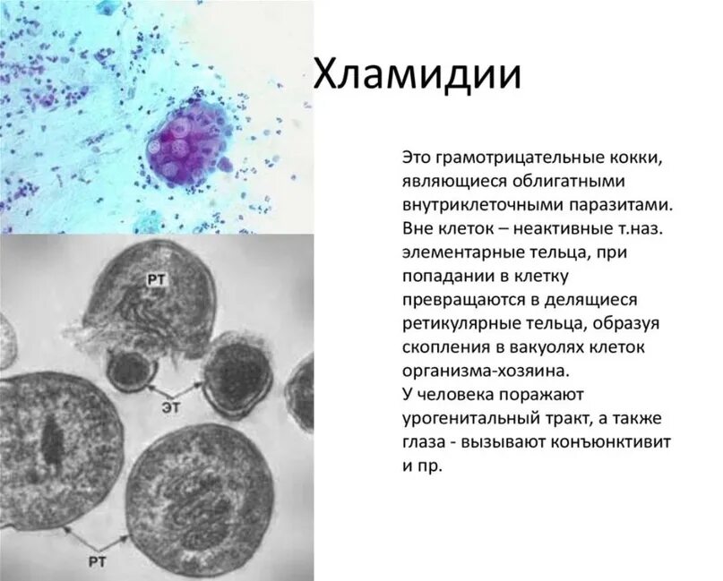 Хломид
