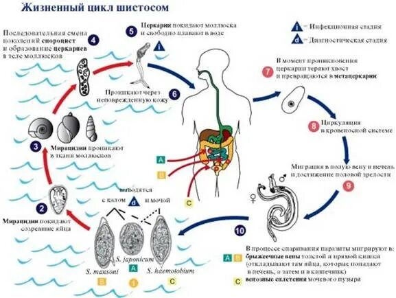 Schistosoma haematobium жизненный цикл. Шистосома кровяная жизненный цикл. Жизненный цикл шистосомы схема. Шистосома урогенитальная жизненный цикл.