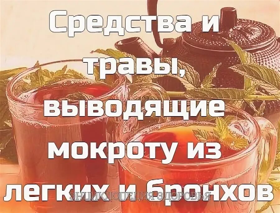Травы выводящие мокроту. Травы выводящие мокроту из легких и бронхов. травы для вывода мокроты.