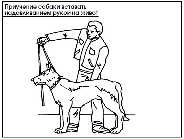 Как научить собаку команде апорт