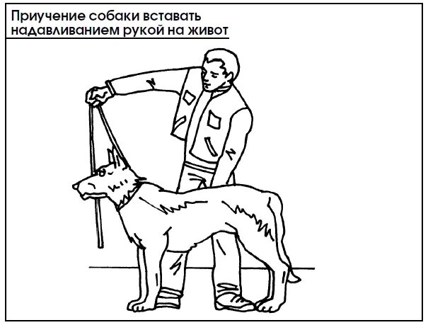 Методы дрессировки собак. Жест стоять для собак. Команда лежать для собак жест. Команды для собак жестами. Команды сидеть лежать