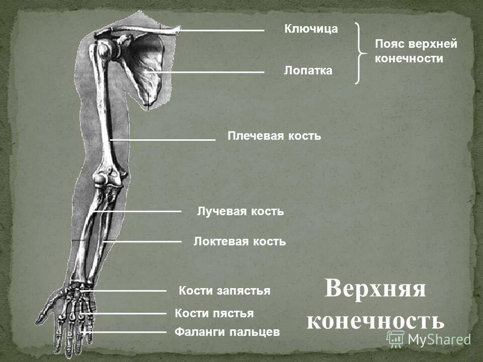 Анатомия кости верхней конечности