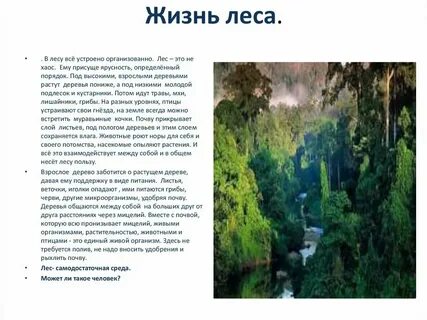 Русский лес краткое содержание