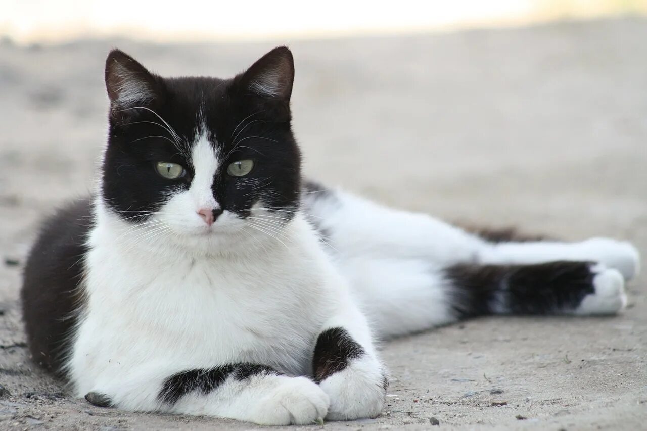 Белый кот мурзик. Короткошерстная европейская кошка биколор. Сибирская биколор короткошерстная кошка. Европейская короткошерстная кошка черно-белая. Европейская короткошерстная кошка белая.