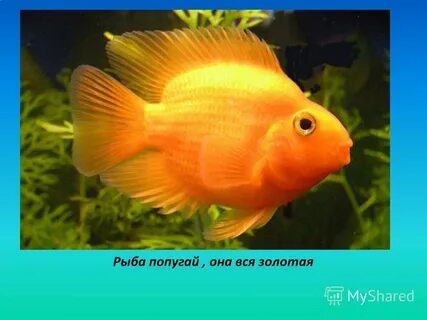Золотая рыбка ангел