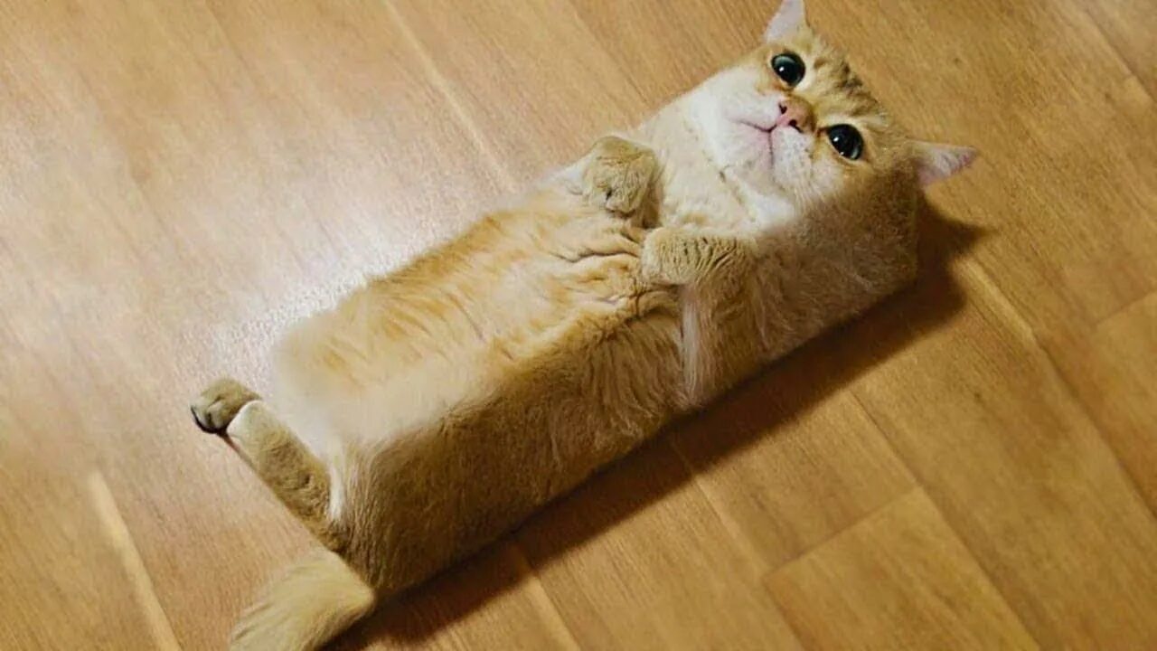 Смешные фото котов до слёз. Поющие коты. Удивленный кот прикол. Смешные коты и кошки до слёз. Смешных котиков до слез.