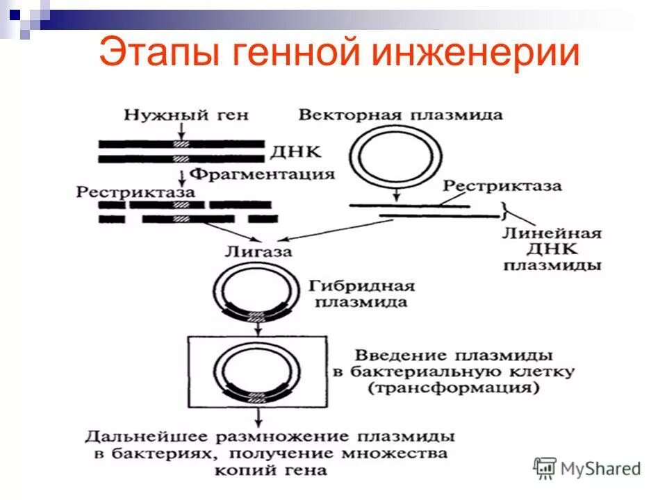 Этапы генной инженерии схема. Основная технология генетической инженерии. Схема этапов генетической инженерии. Основные этапы генной инженерии. Встраивание гена инсулина в плазмиду