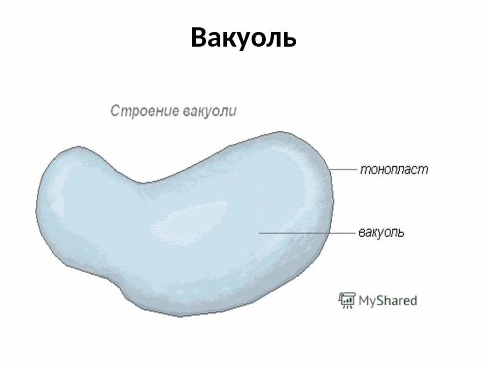 Вакуоли растительных клеток строение. Схема строения вакуоли. Схема вакуоли клетки. Схема вакуолей. Вакуоль строение рисунок.