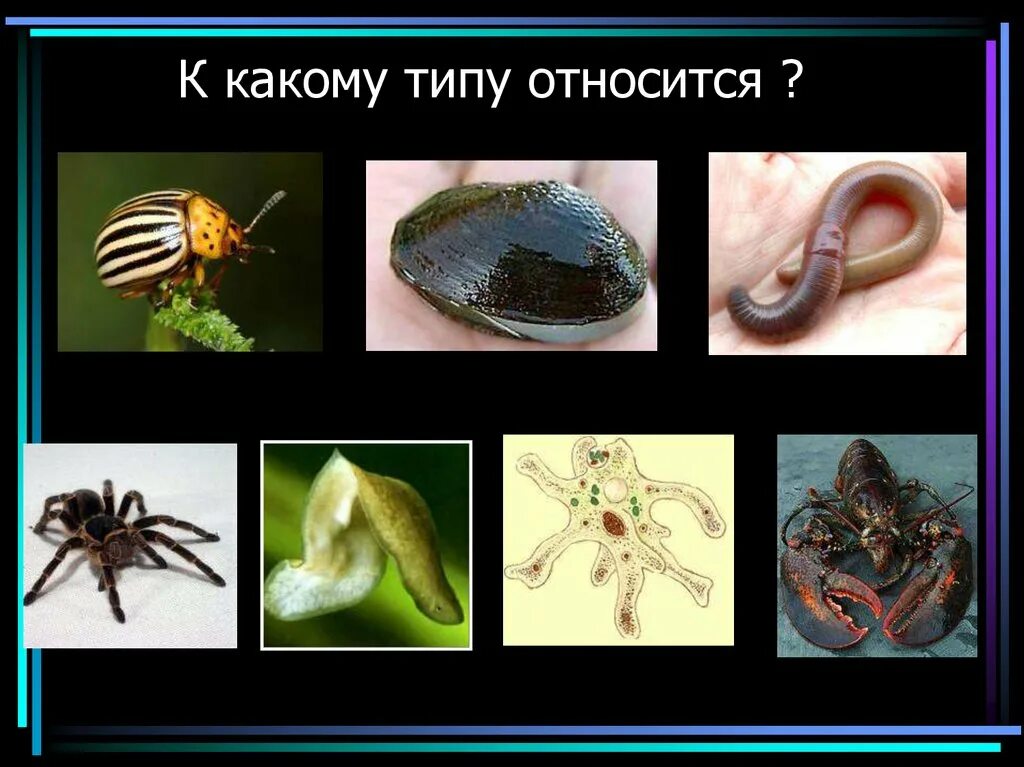 Выберите к какому типу относится. К какому типу относится. Членистоногие моллюски. Тип симметрии, Членистоногие, ракообразные.. Какой Тип.