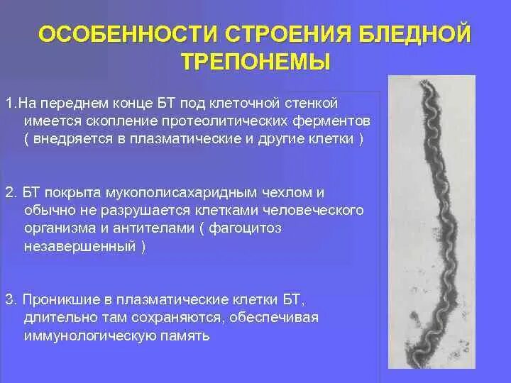 Бледная трепонема treponema pallidum. Treponema pallidum строение. Бледная трепонема строение. Морфологию и ультраструктуру бледной трепонемы.. Трепонема строение.